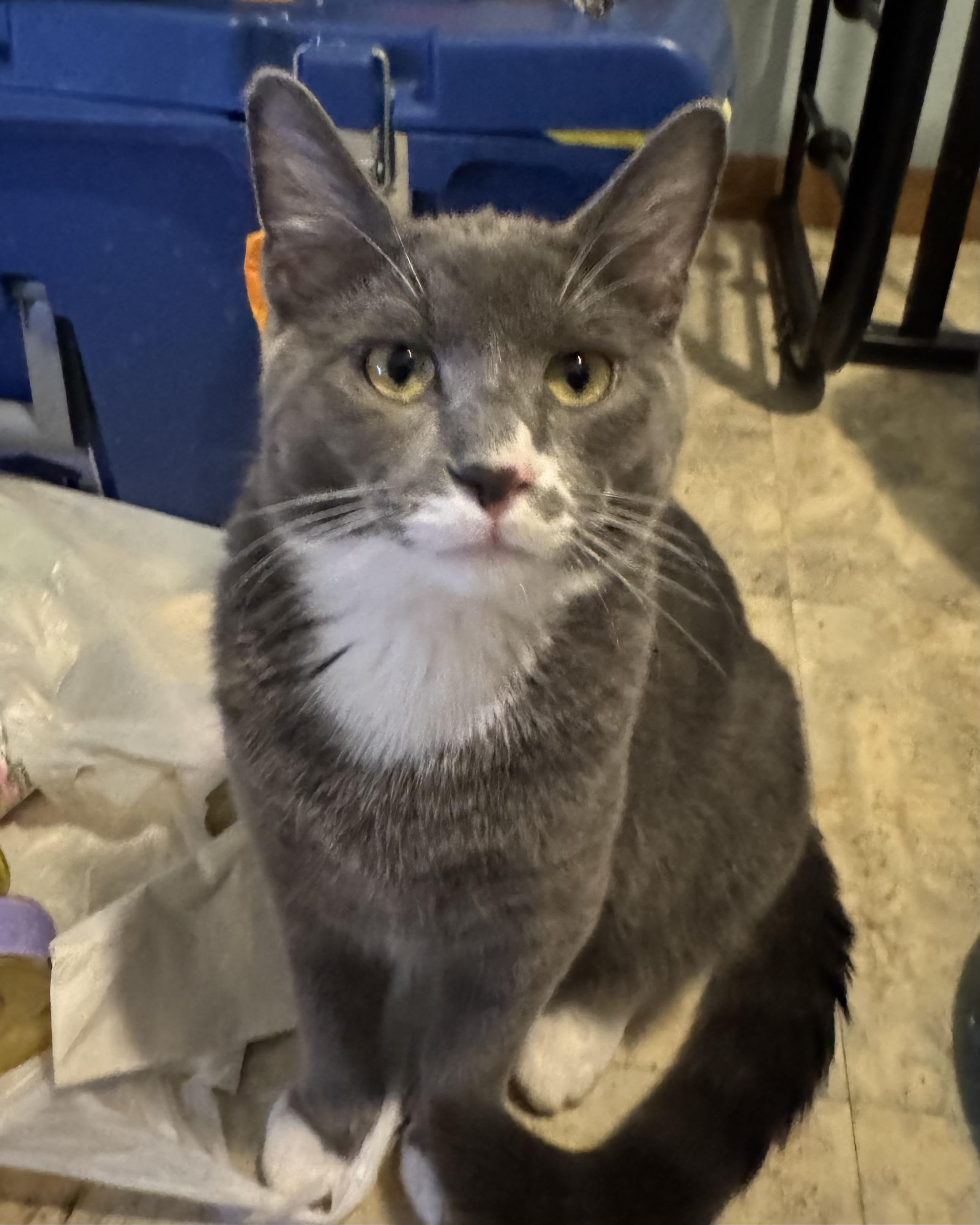 Jack, a ADOPTABLE Domestic Short Hair in Faribault , MN image 2/4