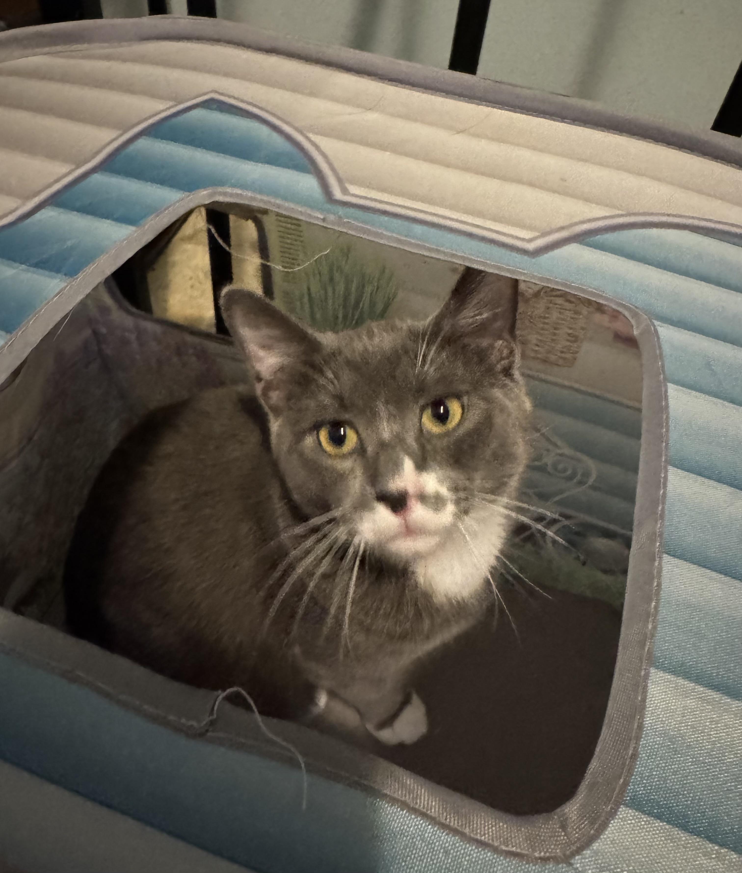 Jack, a ADOPTABLE Domestic Short Hair in Faribault , MN image 4/4