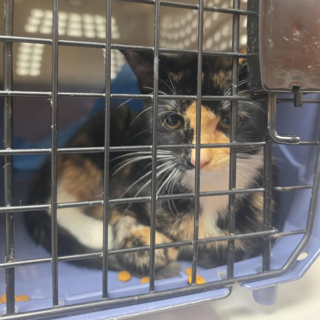 SSNC-Wildlife-72_2_3, Adoptable, Young Female Domestic Short Hair.
