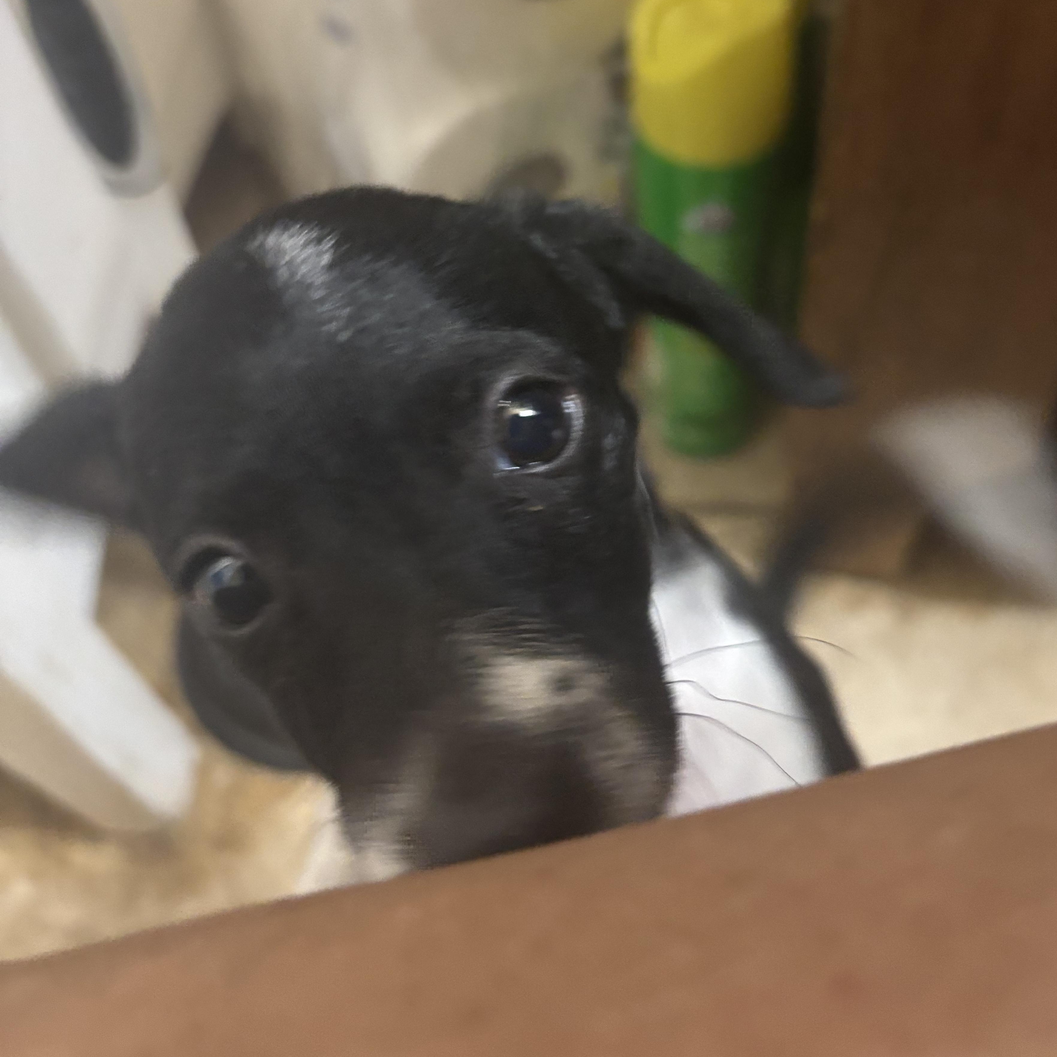 Maizy, ADOPTABLE, Puppy Female Mixed Breed.