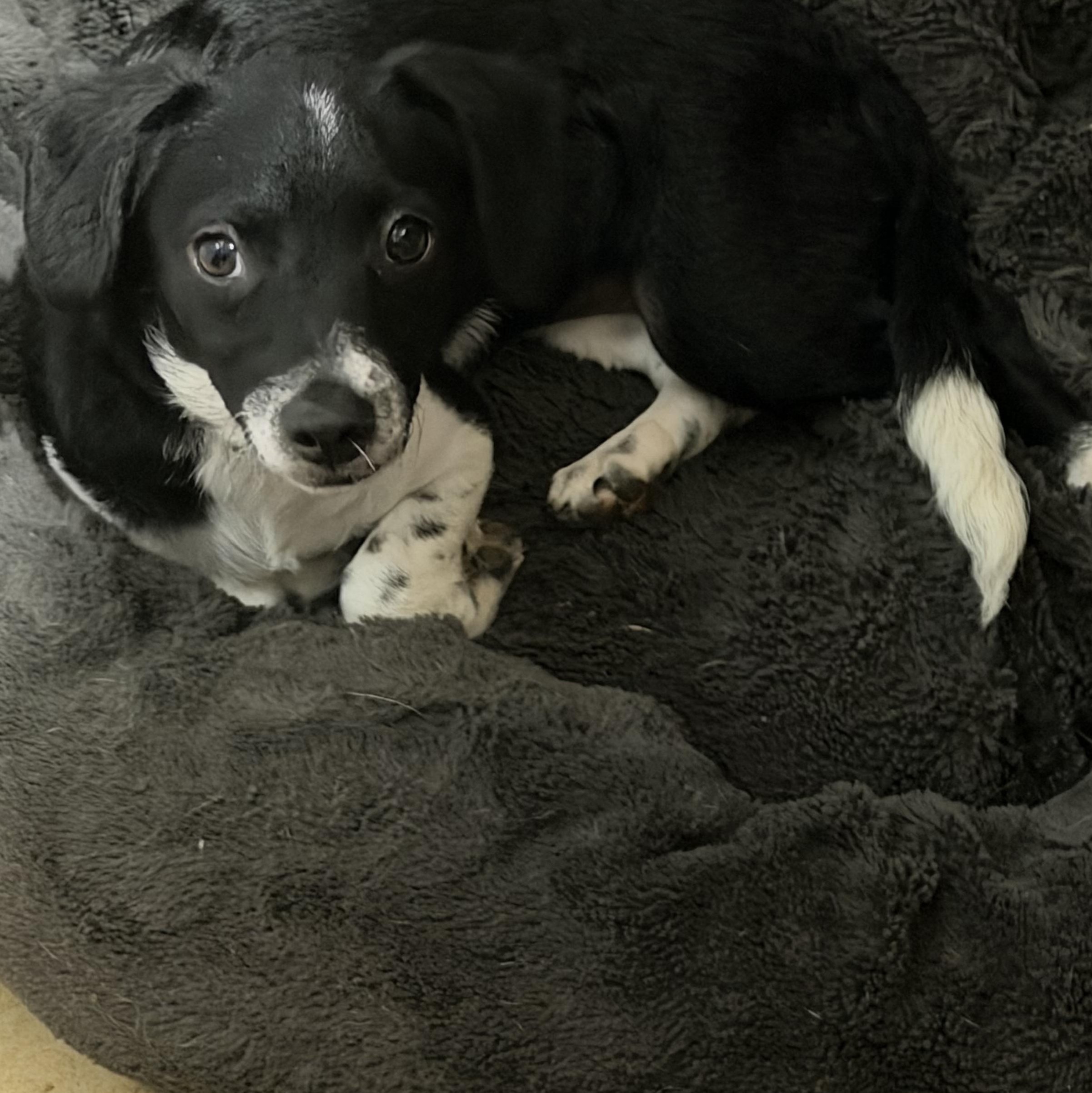 Enlarge Luna fka Maisy, a Adopted Mixed Breed in Phoenix, AZ image 2/5