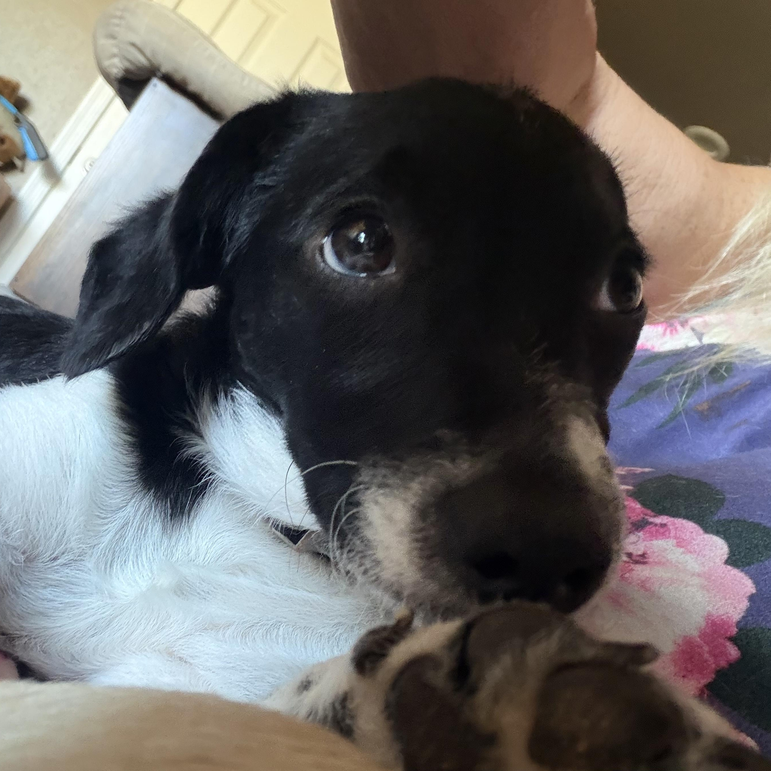 Maizy, ADOPTABLE, Puppy Female Mixed Breed.