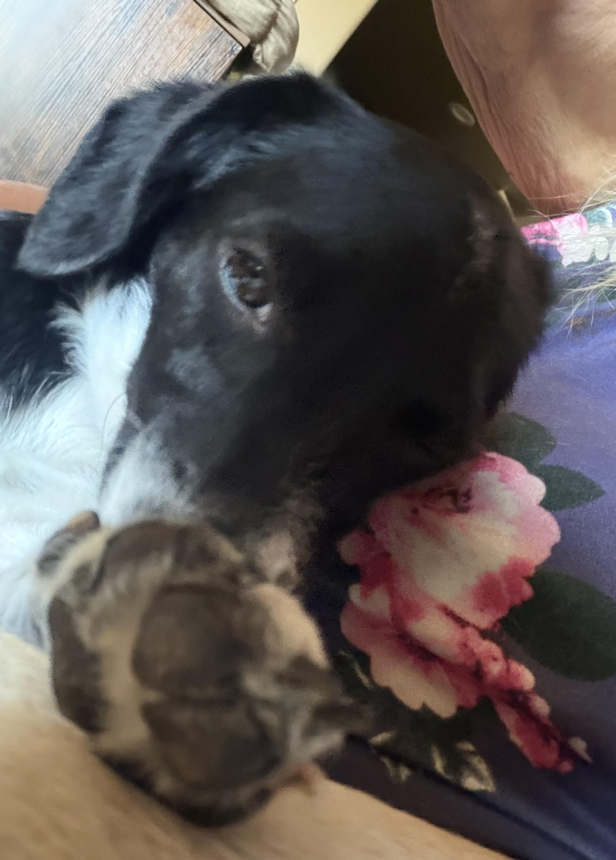 Enlarge Luna fka Maisy, a Adopted Mixed Breed in Phoenix, AZ image 4/5