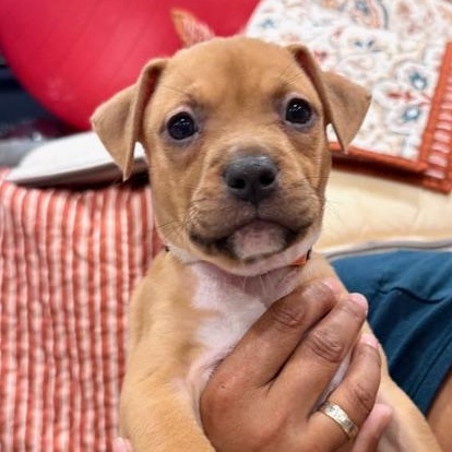 Enlarge Phoenix Starstruck, a Adoptable mixed breed in Andover, MA image 1/6