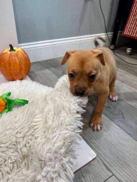 Enlarge Phoenix Starstruck, a Adoptable mixed breed in Andover, MA image 3/6