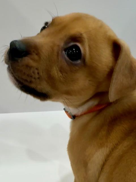 Enlarge Phoenix Starstruck, a Adoptable mixed breed in Andover, MA image 2/6