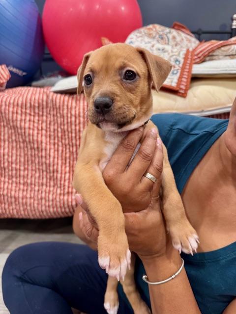 Enlarge Phoenix Starstruck, a Adoptable mixed breed in Andover, MA image 6/6