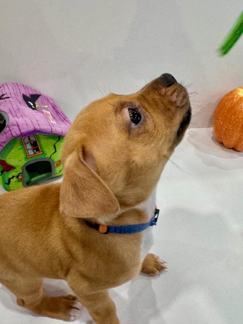 Enlarge Phoenix Starstruck, a Adoptable mixed breed in Andover, MA image 4/6