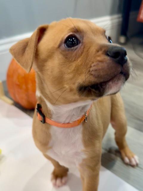 Enlarge Phoenix Starstruck, a Adoptable mixed breed in Andover, MA image 5/6