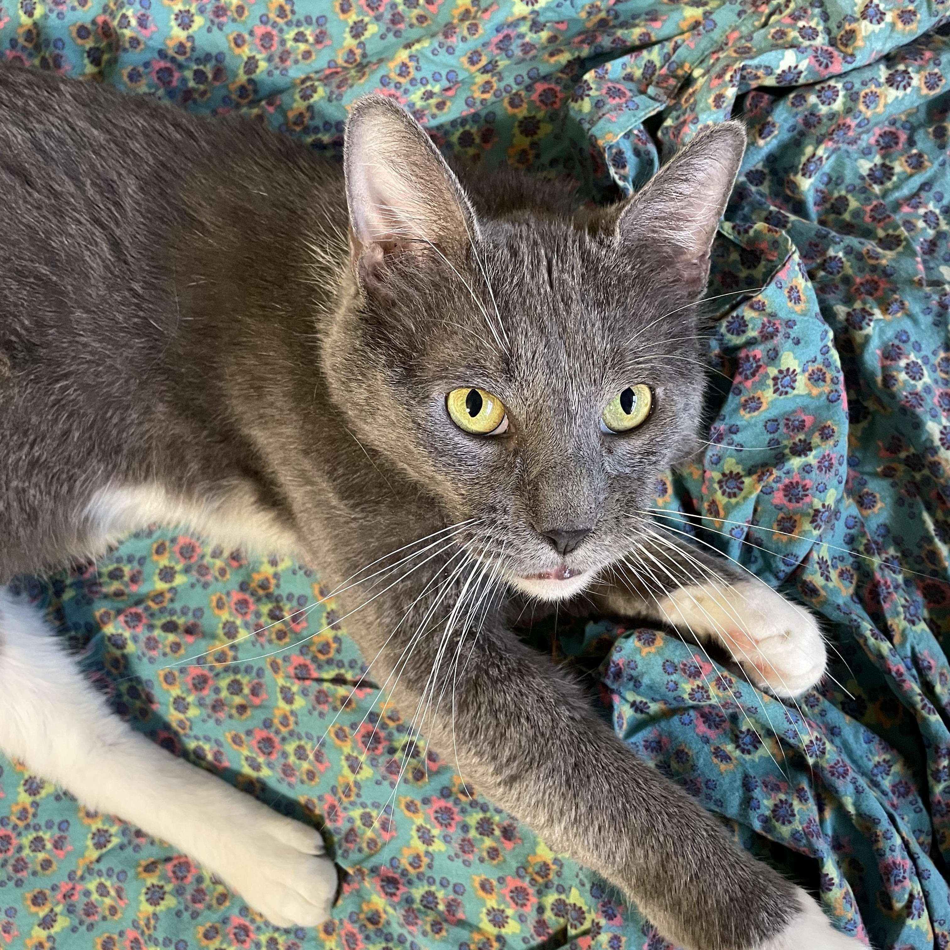 Enlarge Nevermore, a Adoptable Domestic Short Hair in Bellevue, WA image 5/6