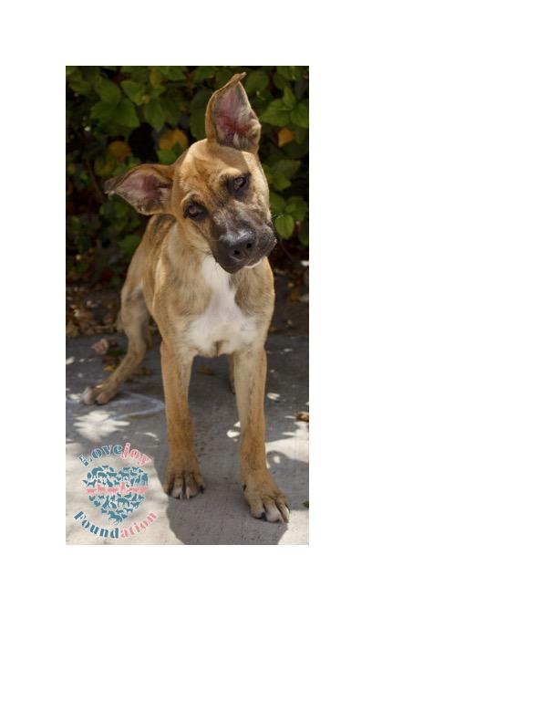Bailey Litter-Maverick Boxer Dog