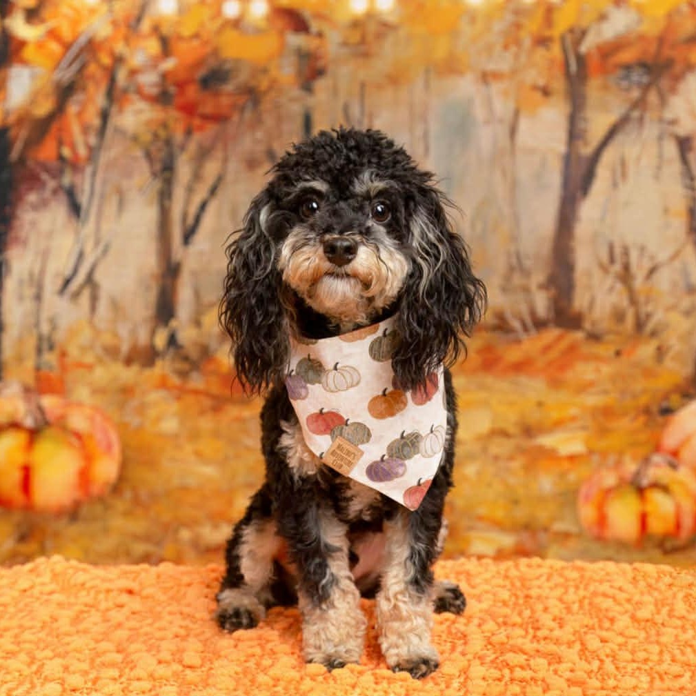 Enlarge TEDDY needs another small dog in the home, a Adopted Yorkie Poo in Dallas, TX image 4/6