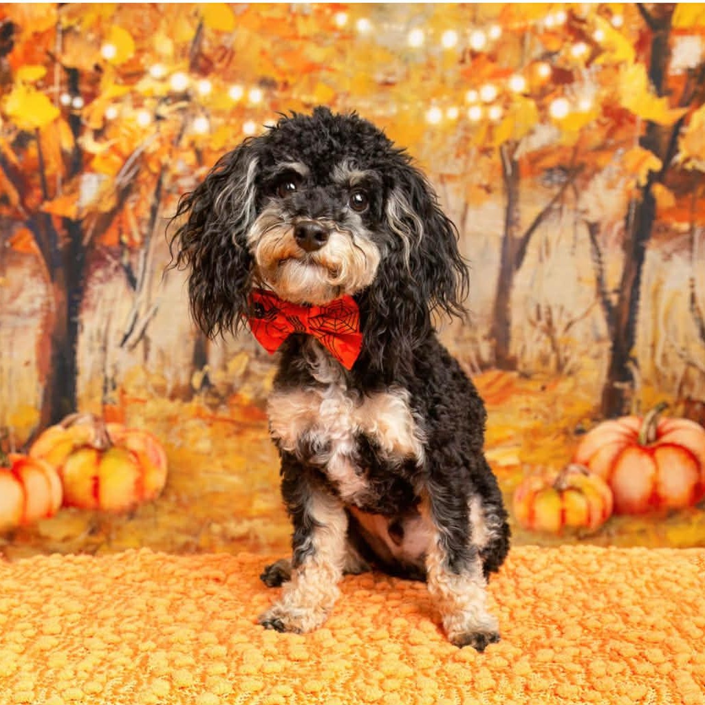 Enlarge TEDDY needs another small dog in the home, a Adopted Yorkie Poo in Dallas, TX image 2/6