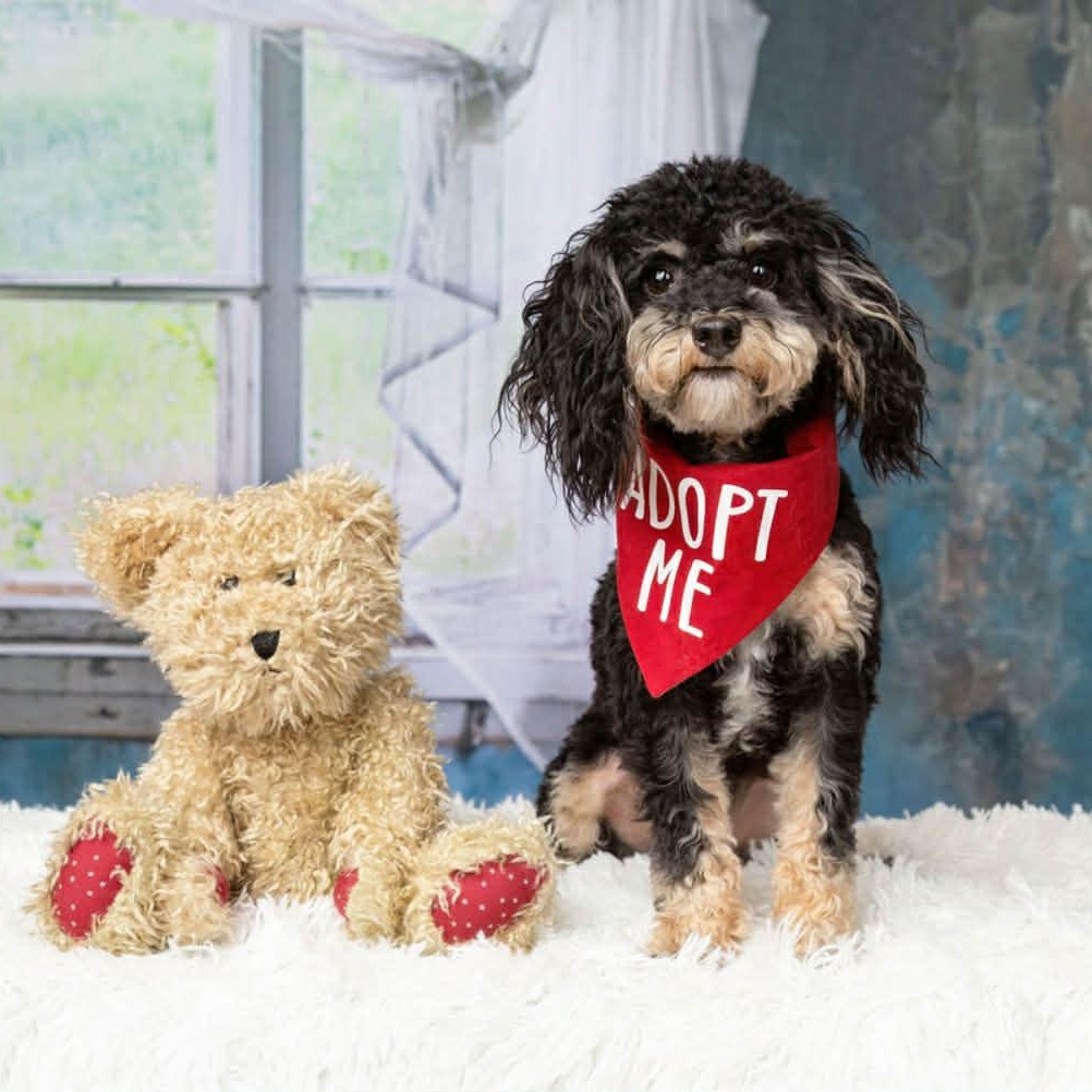Enlarge TEDDY needs another small dog in the home, a Adopted Yorkie Poo in Dallas, TX image 5/6
