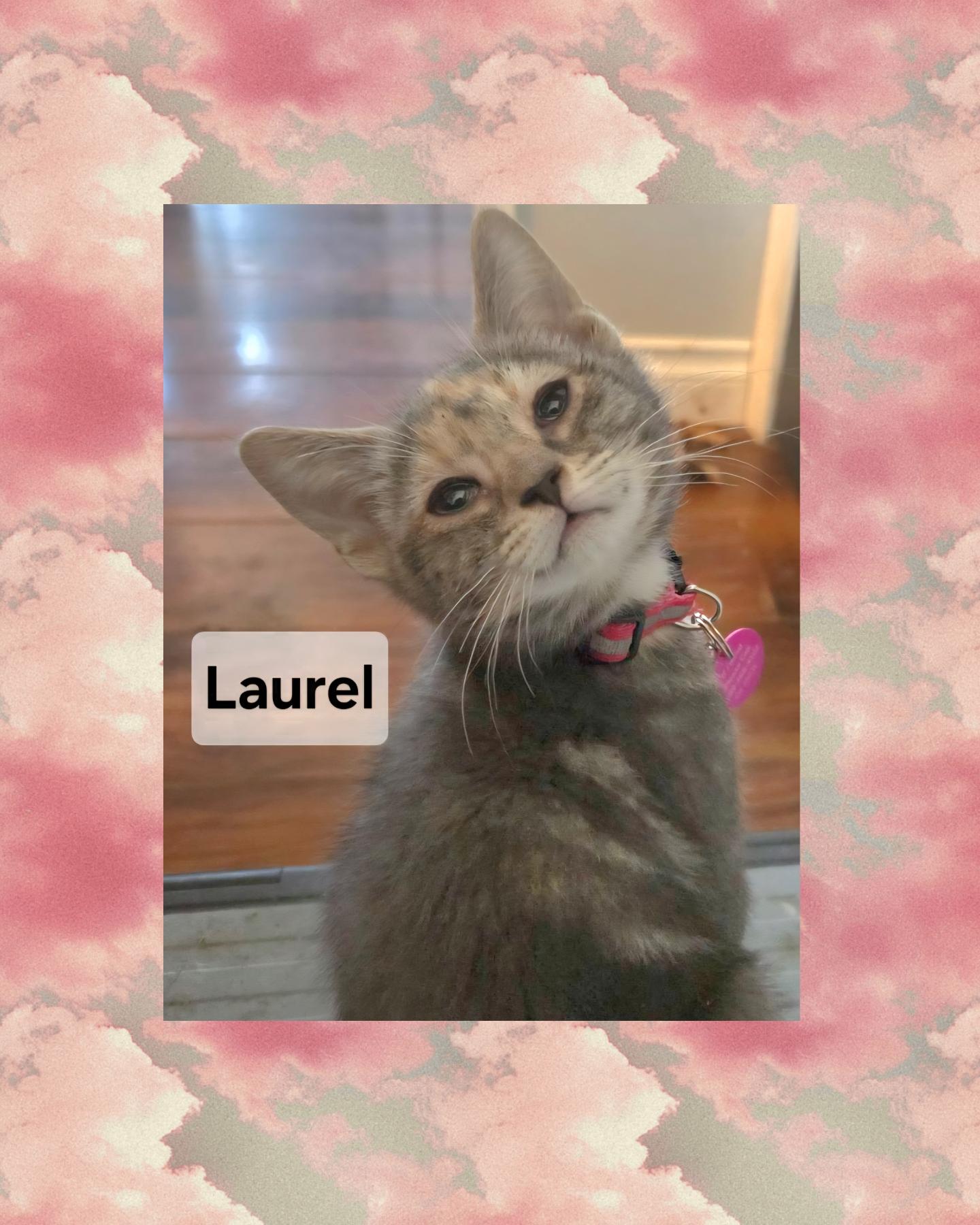Laurel