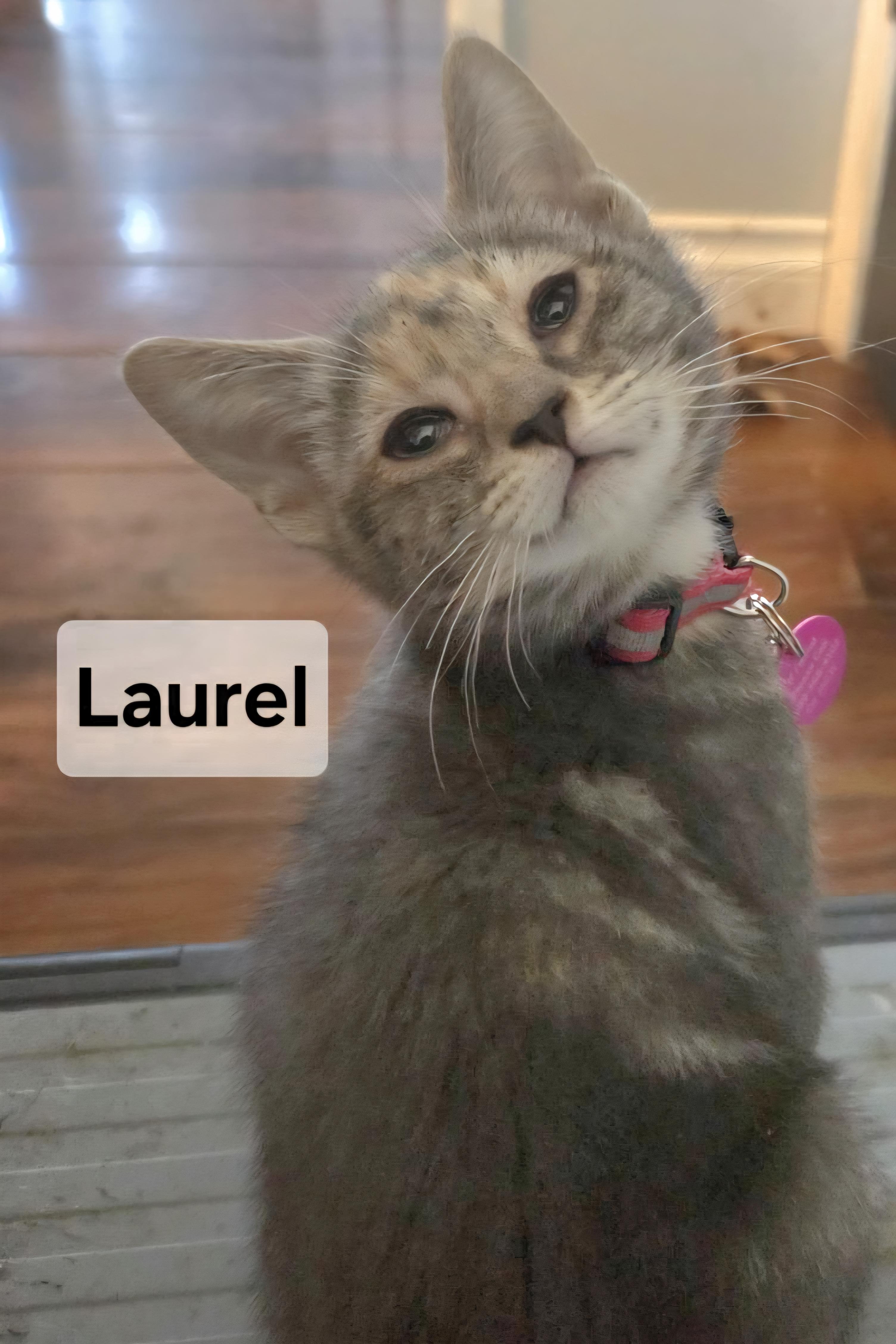 Laurel