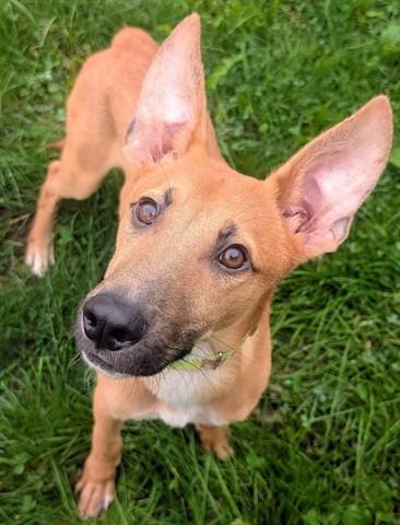 Enlarge PAC MAN, a Adoptable mixed breed in Akron, OH image 1/1