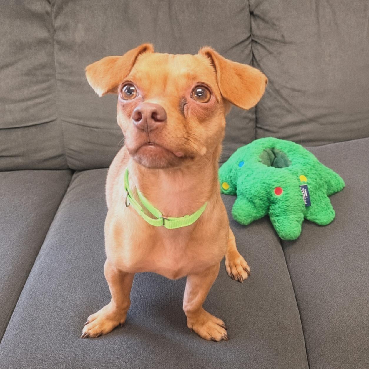 Enlarge Jimmy Dean, a ADOPTABLE mixed breed in Long Beach, WA image 4/6