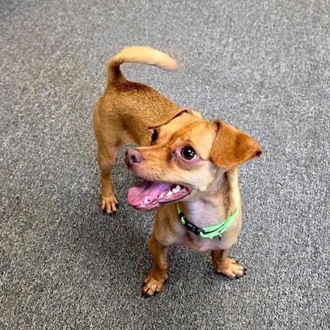 Enlarge Jimmy Dean, a ADOPTABLE mixed breed in Long Beach, WA image 3/6