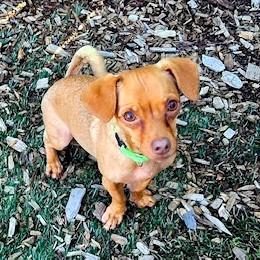 Enlarge Jimmy Dean, a ADOPTABLE mixed breed in Long Beach, WA image 2/6
