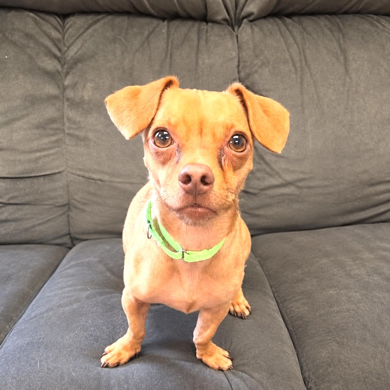 Enlarge Jimmy Dean, a ADOPTABLE mixed breed in Long Beach, WA image 6/6