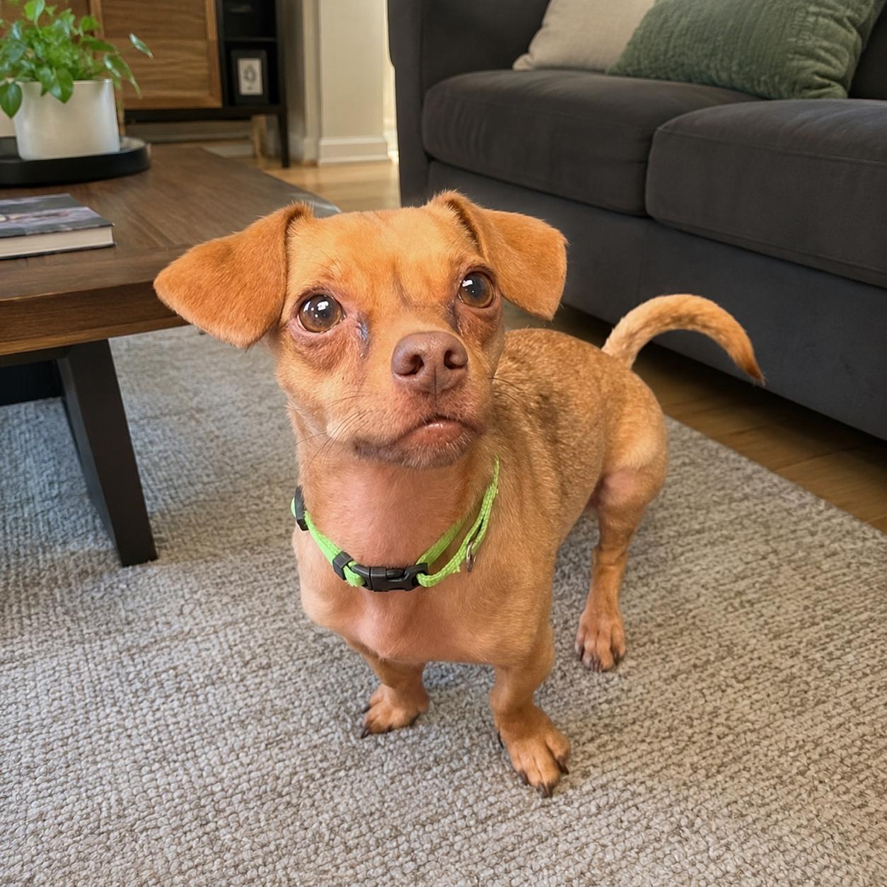 Jimmy Dean, ADOPTABLE, Adult Male Chihuahua & Dachshund.