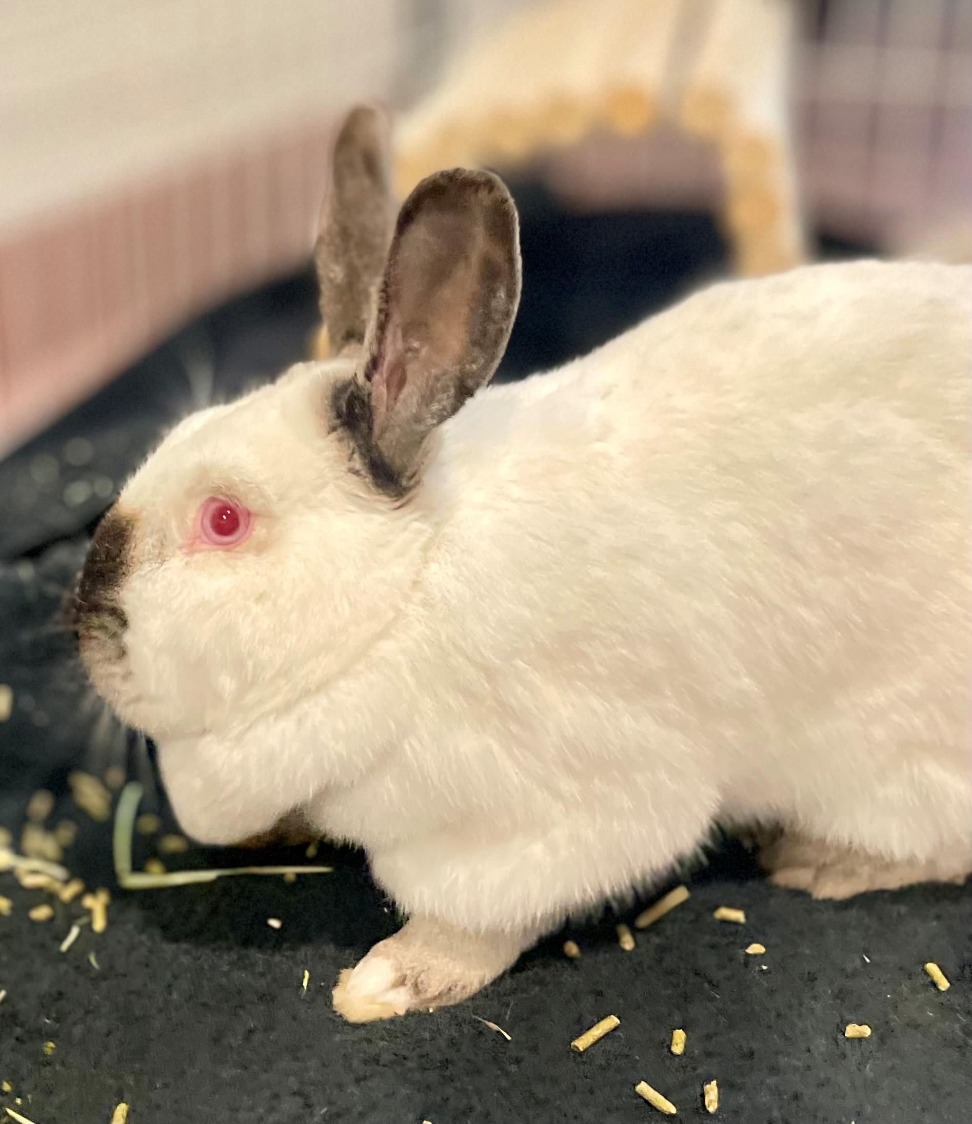 Enlarge Eider, an adoptable mixed breed in Hamilton, ON image 5/6