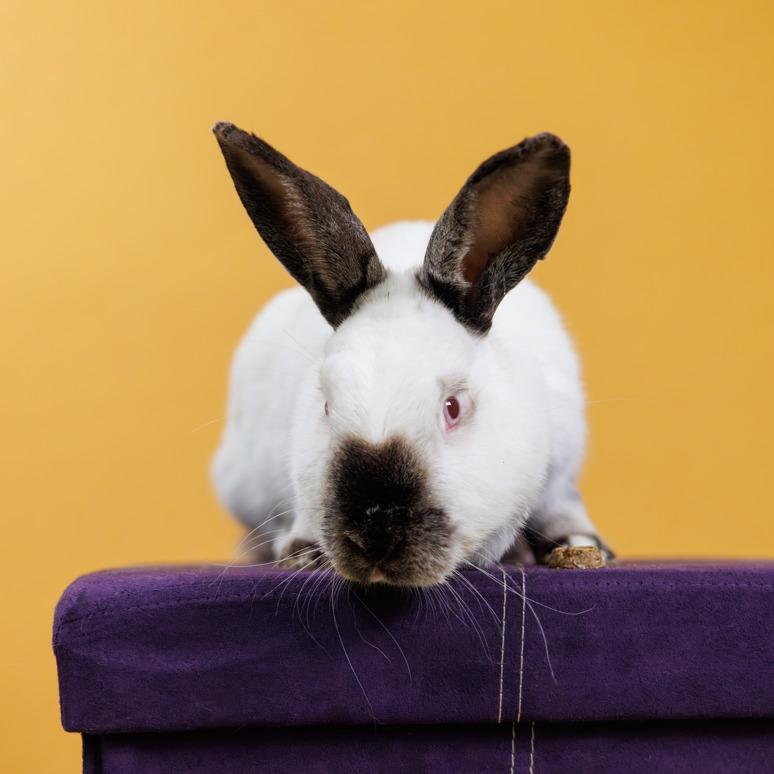 Enlarge Eider, an adoptable mixed breed in Hamilton, ON image 2/6