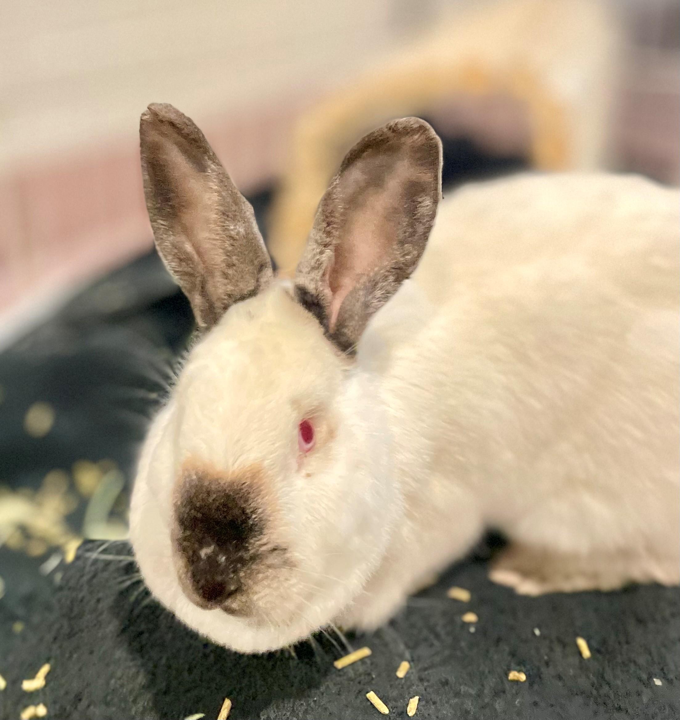 Enlarge Eider, an adoptable mixed breed in Hamilton, ON image 6/6