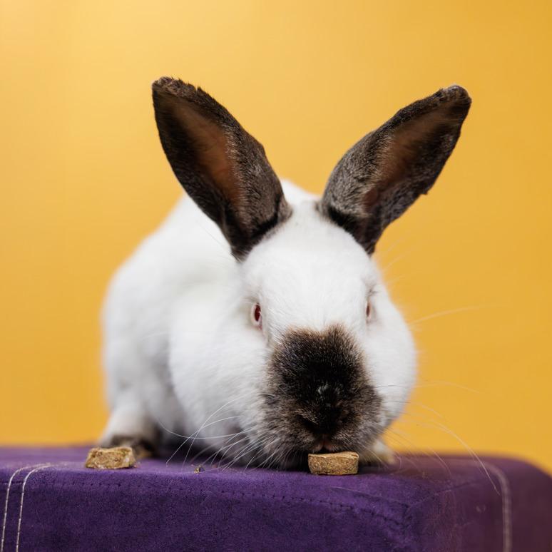 Eider, adoptable, Adult Female Californian.