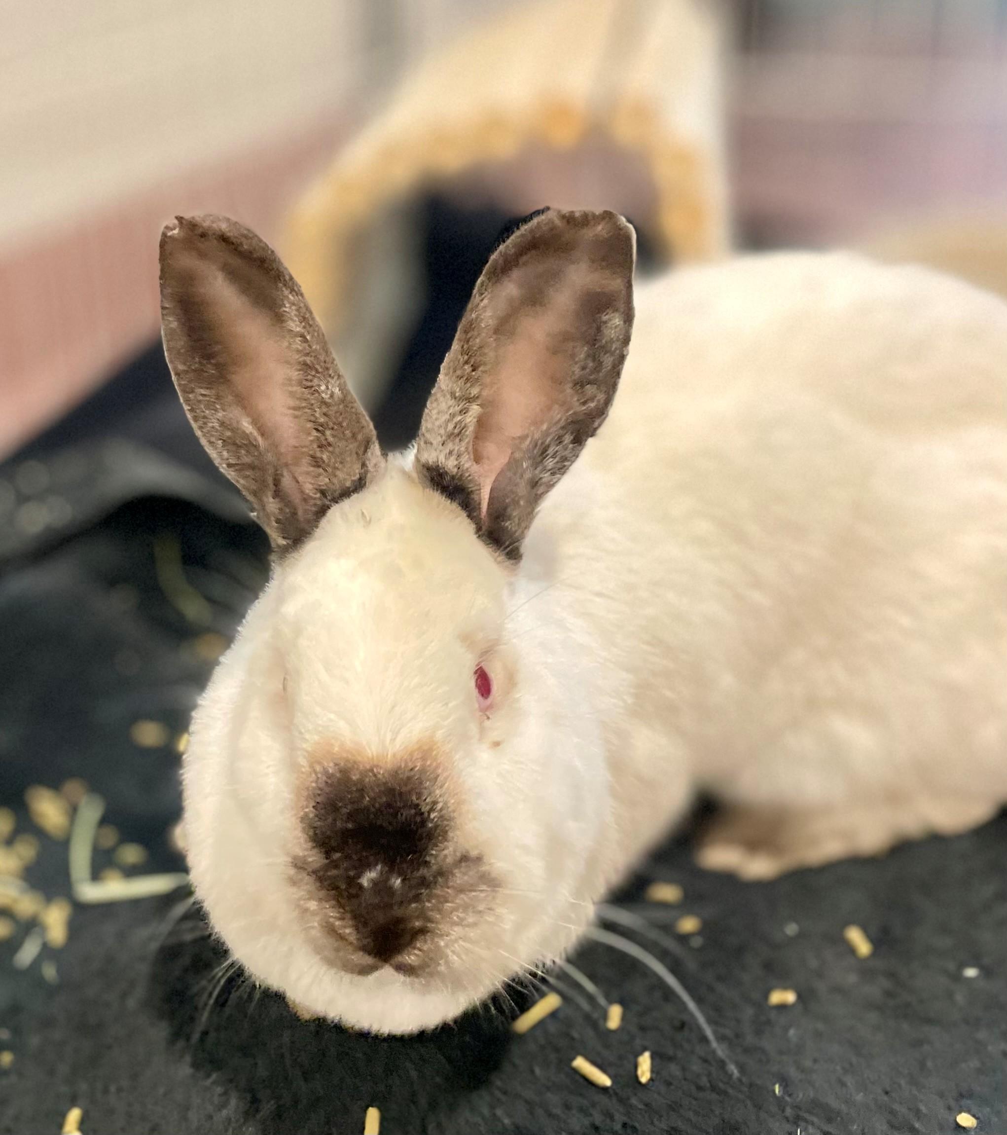 Enlarge Eider, an adoptable mixed breed in Hamilton, ON image 4/6