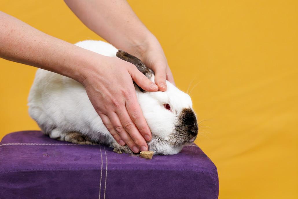 Enlarge Eider, an adoptable mixed breed in Hamilton, ON image 3/6