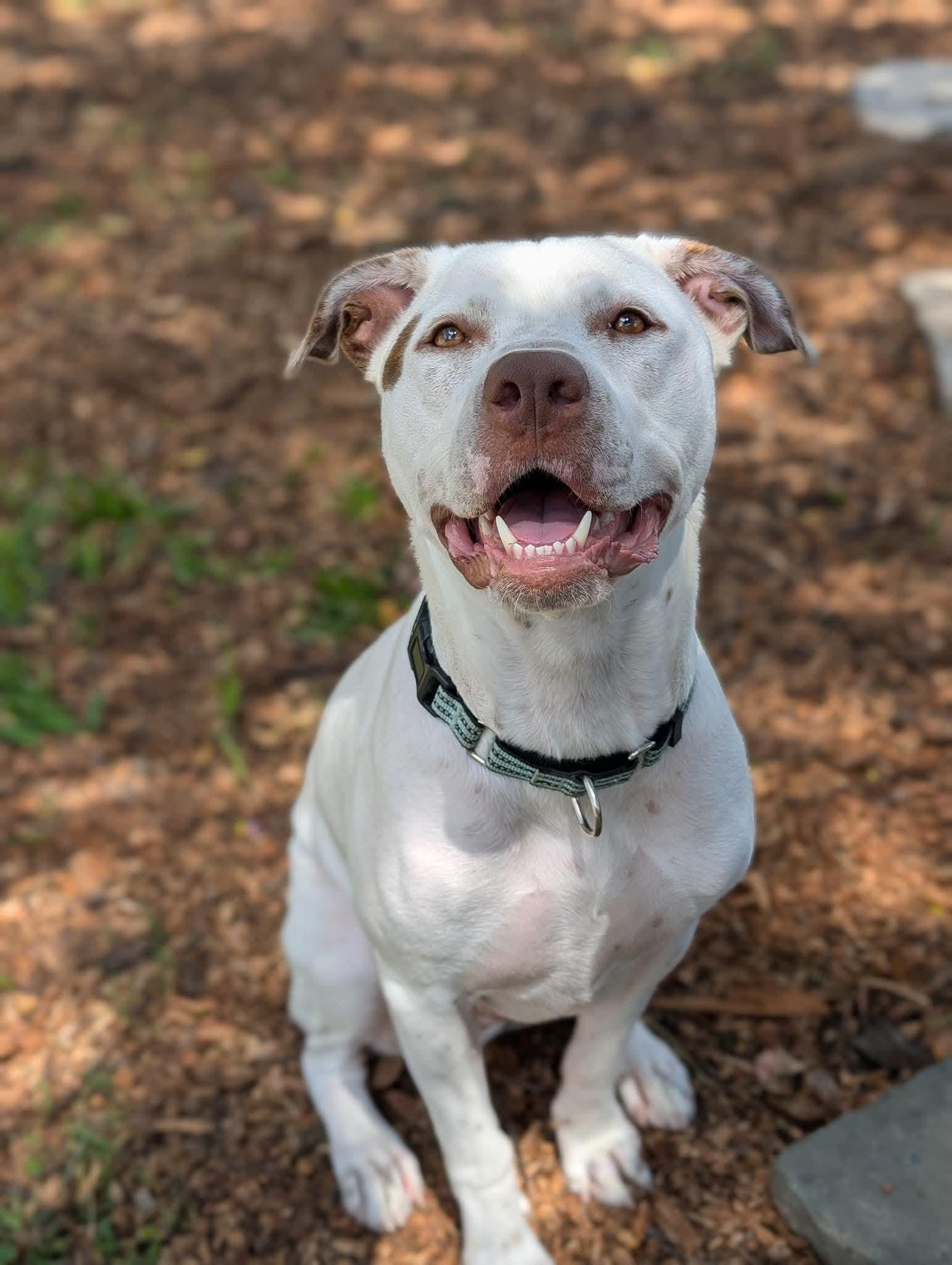 Enlarge stanley, a Adoptable mixed breed in Milwaukee, WI image 1/6