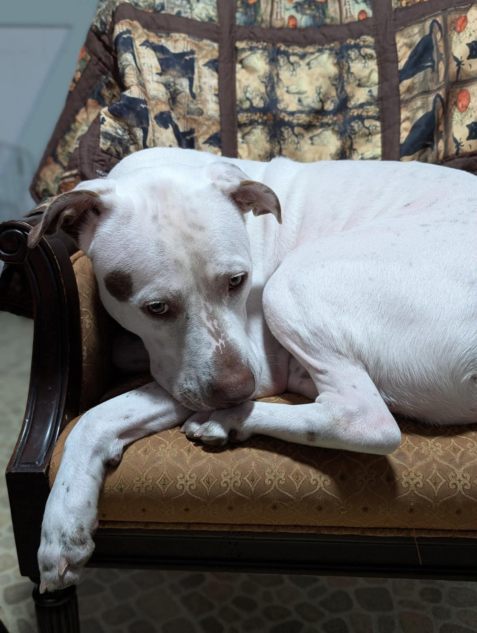 Enlarge stanley, a Adoptable mixed breed in Milwaukee, WI image 3/6