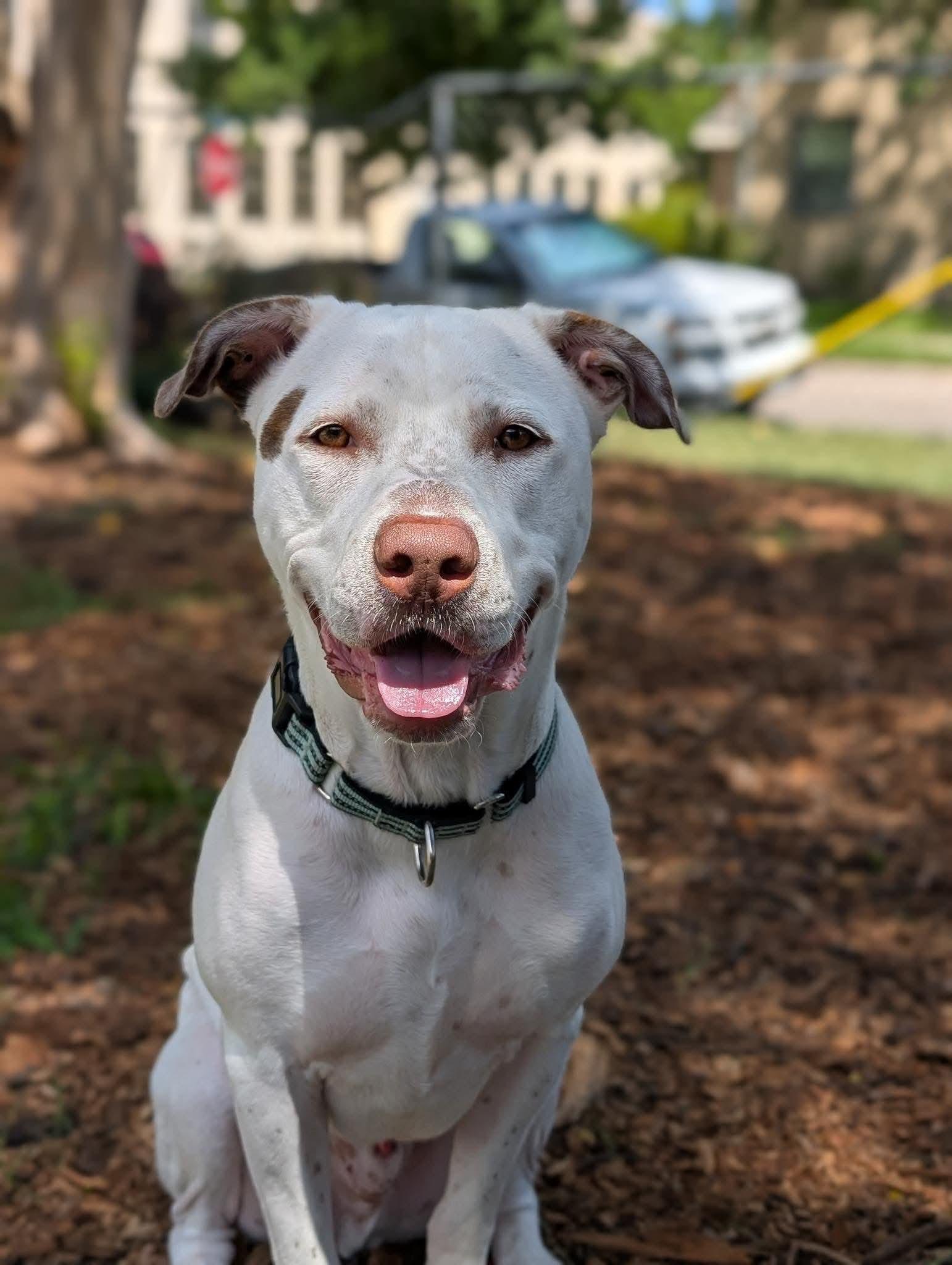 Enlarge stanley, a Adoptable mixed breed in Milwaukee, WI image 2/6