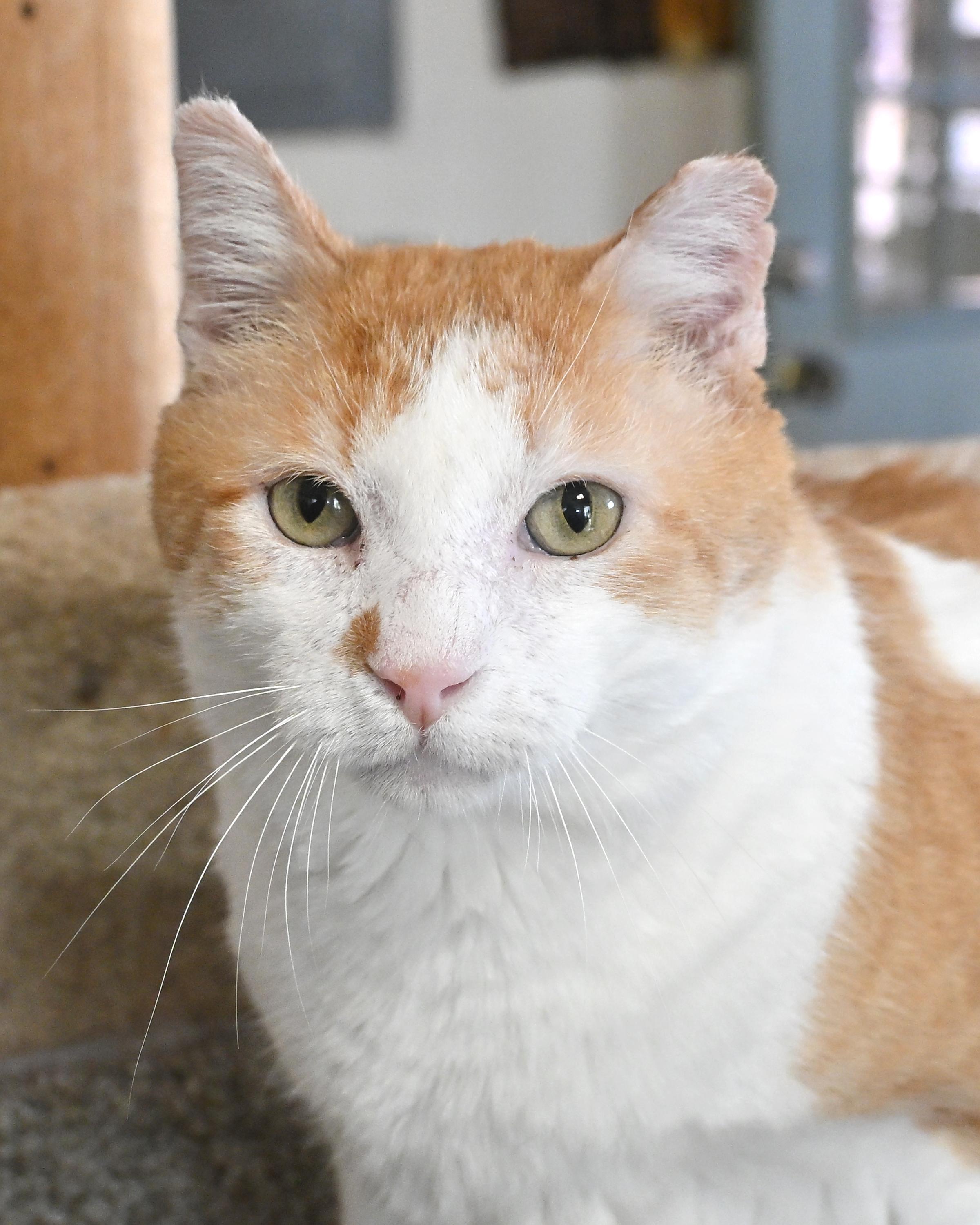 Enlarge Cheyenne, a ADOPTABLE Domestic Short Hair in Corrales, NM image 1/1