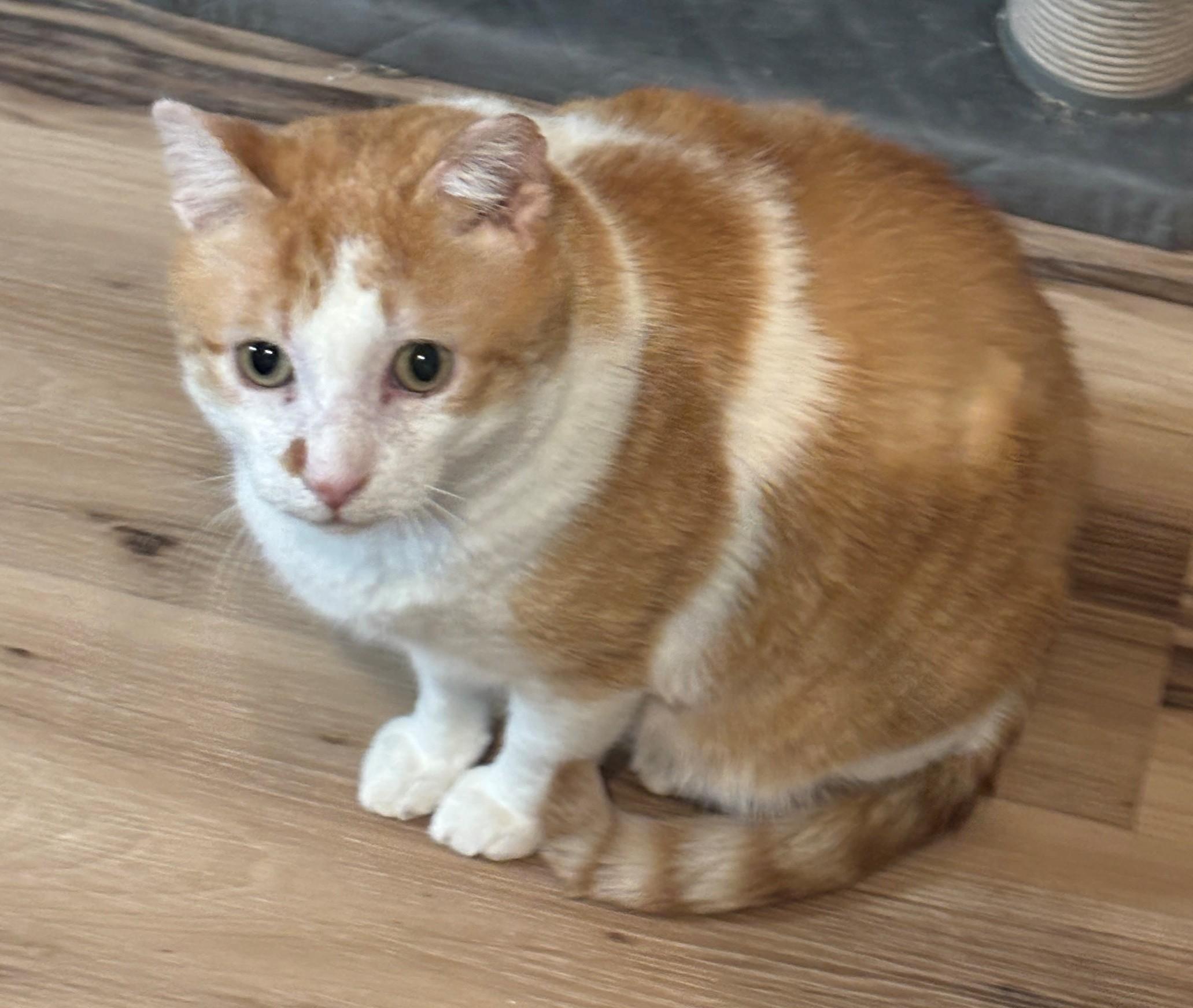 Cheyenne, ADOPTABLE, Adult Male Domestic Short Hair.