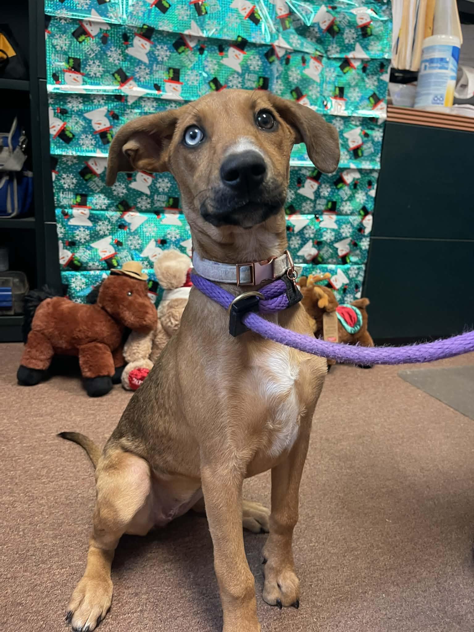 Enlarge Pepper (in a FOSTER home), a Adoptable Australian Cattle Dog / Blue Heeler in Springfield, IL image 4/5