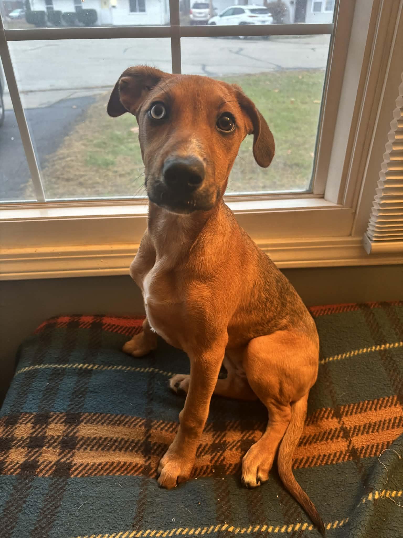 Enlarge Pepper (in a FOSTER home), a Adoptable Australian Cattle Dog / Blue Heeler in Springfield, IL image 3/5