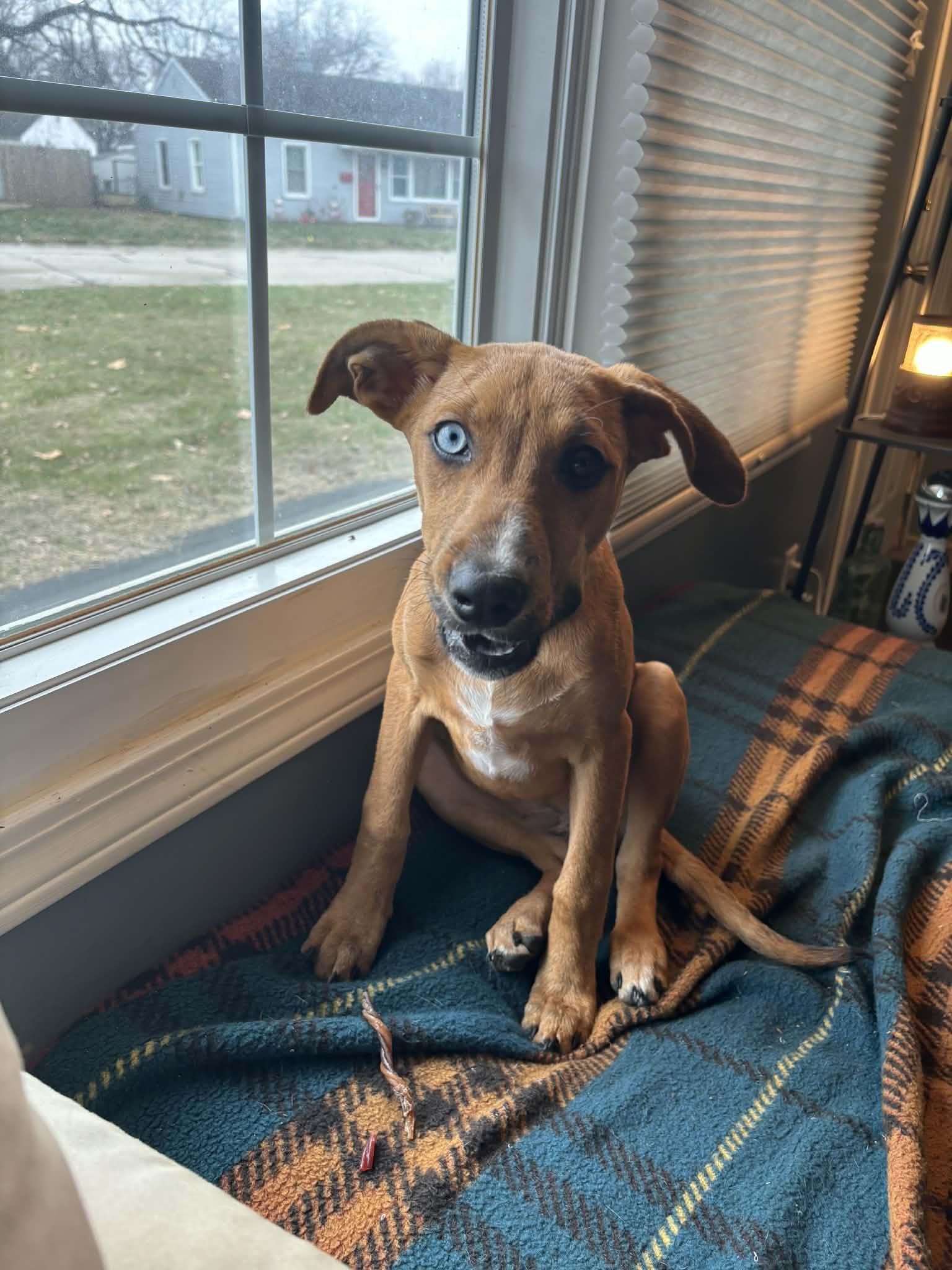 Enlarge Pepper (in a FOSTER home), a Adoptable Australian Cattle Dog / Blue Heeler in Springfield, IL image 1/5