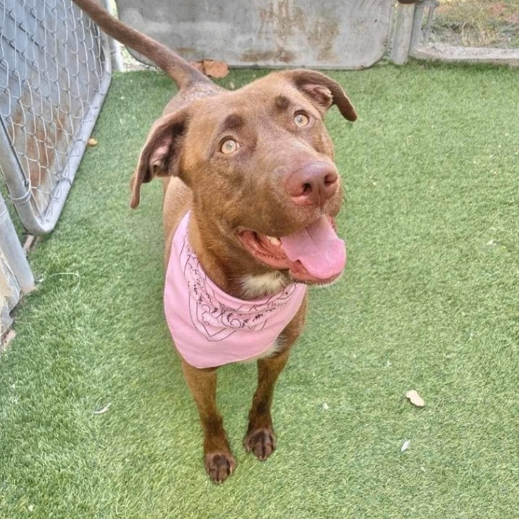 Dog for adoption Nala, a Mixed Breed in Central Islip, NY Petfinder