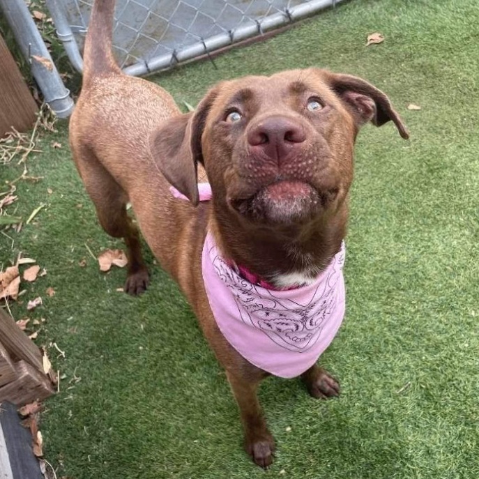 Dog for adoption Nala, a Mixed Breed in Central Islip, NY Petfinder