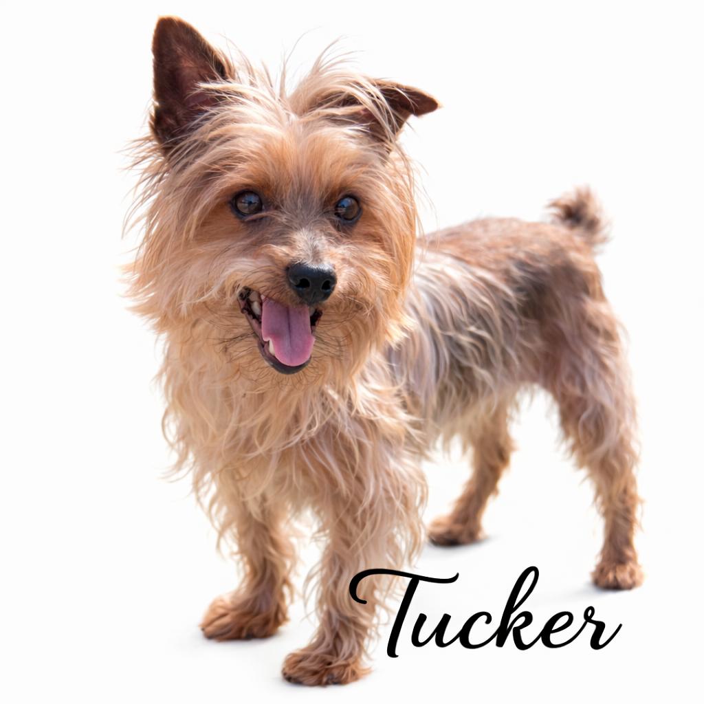 Enlarge Tucker , an adopted Yorkshire Terrier in SYLVANIA, GA image 1/1