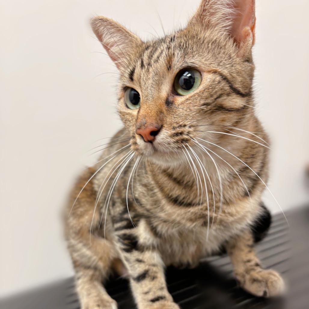 Bellisimo, Adoptable, Young Female Domestic Short Hair.