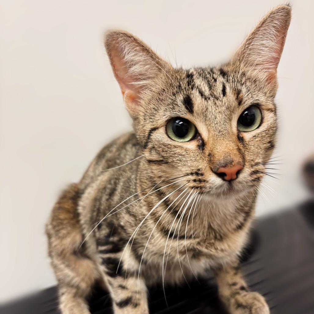 Enlarge Bellisimo, a Adoptable Domestic Short Hair in Houston, TX image 3/3