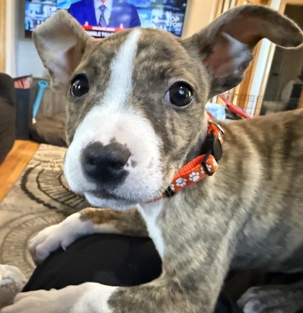 Venus, a Adoptable American Bulldog in Aurora, CO image 2/6