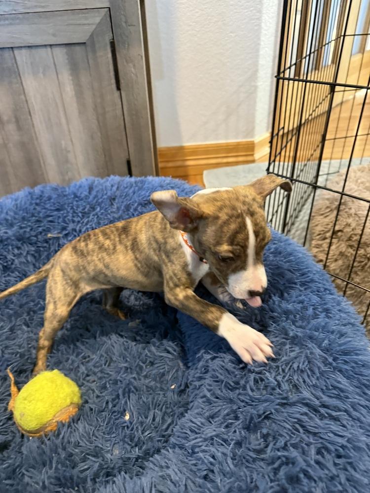 Venus, a Adoptable American Bulldog in Aurora, CO image 4/6