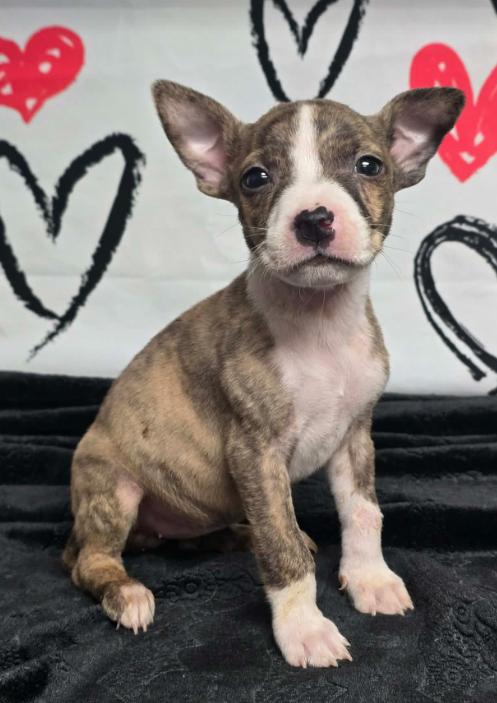 Venus, a Adoptable American Bulldog in Aurora, CO image 5/6