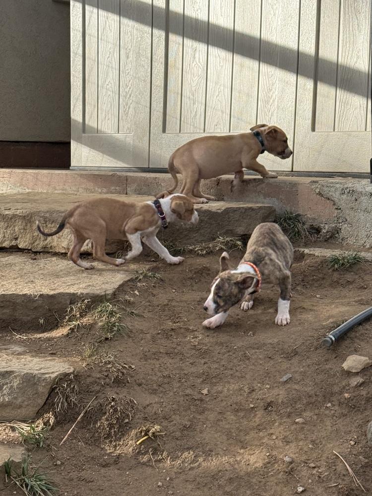 Venus, a Adoptable American Bulldog in Aurora, CO image 6/6