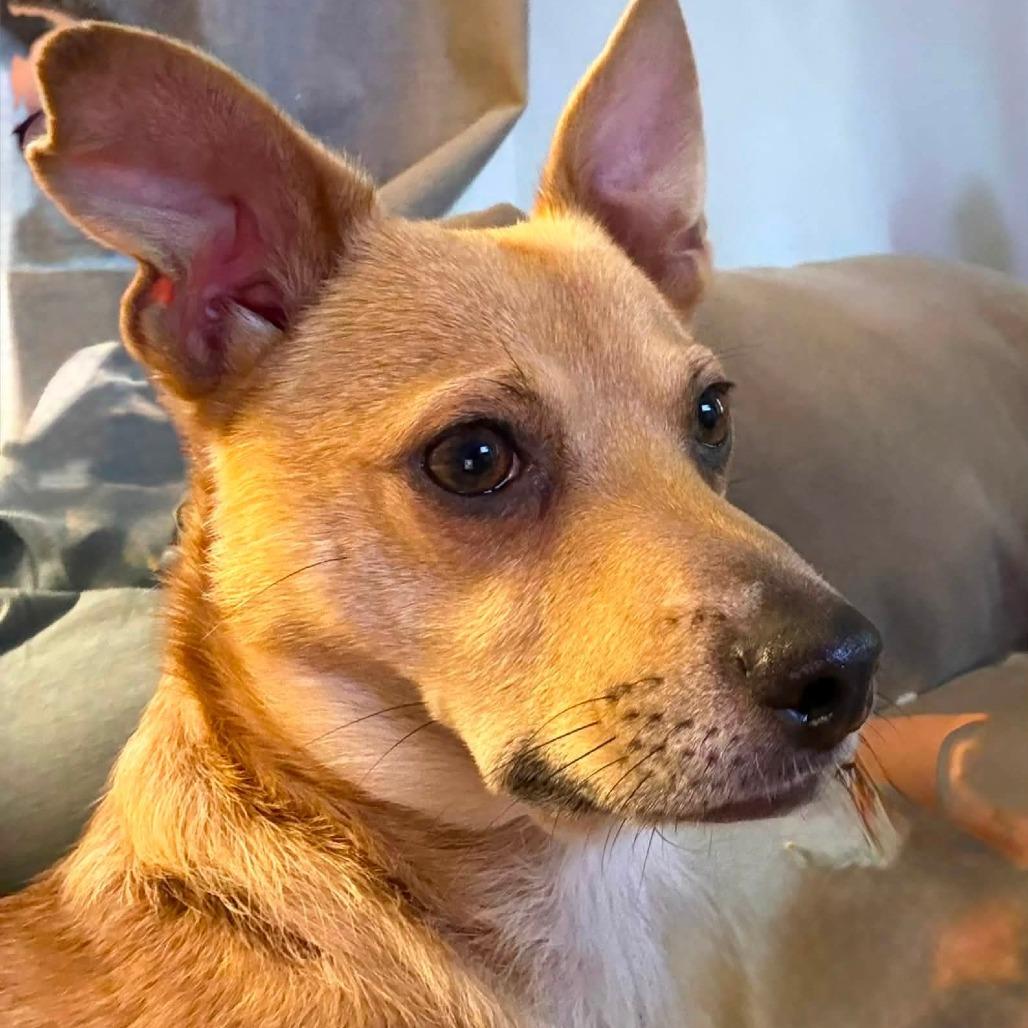 Morgan, a Adoptable mixed breed in Tomah, WI image 1/6